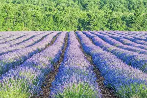 Provence: France, Provence. Lavender field near Sault
