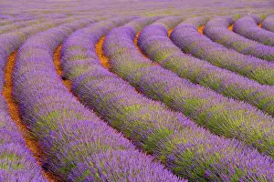 Curved: France, Provence region. Curved rows of