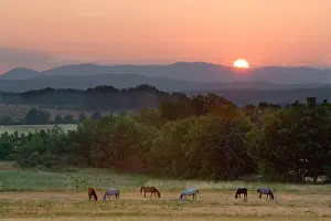Zuckerman: France, Provence region. Horses graze at