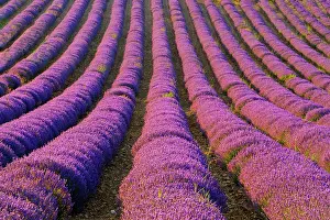 Orderly: France, Provence Region. Orderly rows of