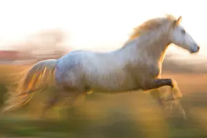 Powerful: France, Provence. White Camargue horse running