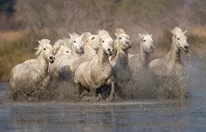 Dirty: France, Provence. White Camargue horses