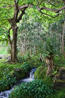 Reunion: France, Reunion Island, East Reunion, Anse