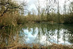 Reedbeds: France - Rhine Valley Forest in winter