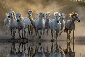 Power: France, Saintes-Maries-de-la-Mer. White Camargue