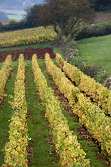 Burgundy: France, Saone-et-Loire Department, Burgundy