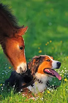Comt: Franches-Montagnes foal and berner Sennenhund Franche-Comte