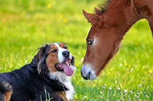 Comt: Franches-Montagnes foal and berner Sennenhund Franche-Comte