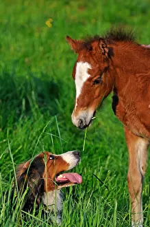 Comt: Franches-Montagnes foal and berner Sennenhund Franche-Comte