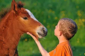 Comt: Franches-Montagnes foal and Boy Franche-Comte France