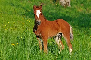 Comt: Franches-Montagnes foal in meadow Franche-Comte France