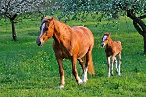 Mode: Franches-Montagnes foal in meadow Franche-Comte France