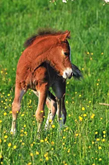Foals: Franches-Montagnes foal in meadow Franche-Comte France