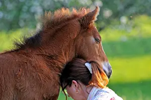Comt: Franches-Montagnes foal and Woman Franche-Comte France