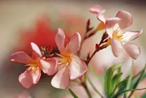 Frangipani: Frangipani
