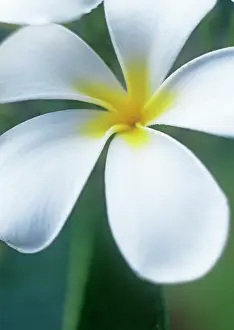 Frangipani: Frangipani