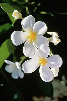 Frangipani: Frangipani