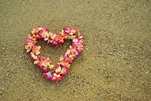 Frangipani: Frangipani