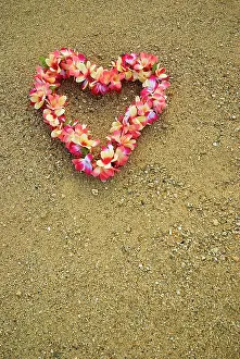Frangipani: Frangipani