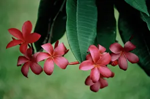Frangipani: Frangipani