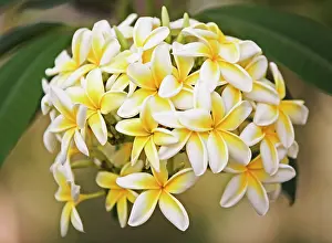 Frangipani: Frangipani