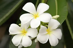 Frangipani: Frangipani