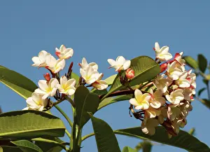 Repetition: Frangipani