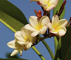 Repetition: Frangipani