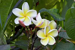Blanco: Frangipani Blanco