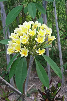 Frangipani: Frangipani - Flower