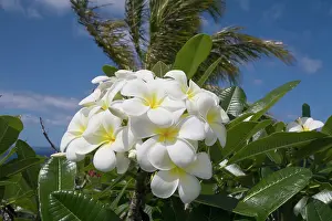 Frangipani: Frangipani flowers