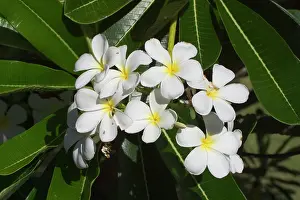 Frangipani: Frangipani - Native to tropical Central America