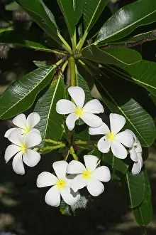 Frangipani: Frangipani - Native to tropical Central America