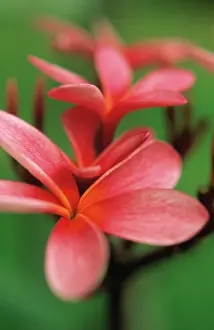 Frangipani: Frangipani, West Indian Jasmine, Monoi