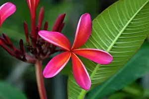 Frangipani: Frangipani, West Indian jasmine, Monoi