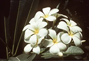 Bushes: FRANGIPANNI BUSH