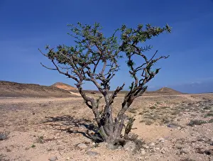 Parched: Frankincense