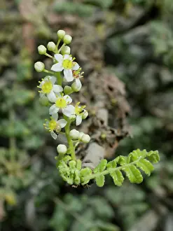 Frankincense: Frankincense Flowers - with ants on flowers