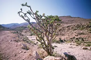 Frankincense: Frankincense Tree