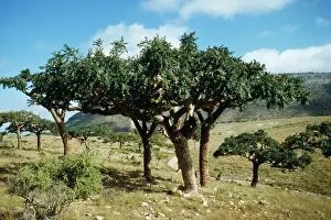 Elongata: Frankincense Tree