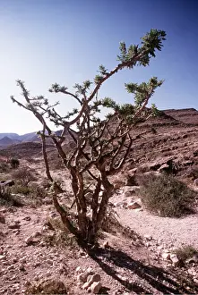 Aromatic: FRANKINCENSE TREE