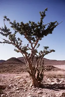 Aromatic: FRANKINCENSE TREE