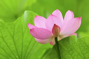 Wells: Franklin NC, Perry's Water Garden, Lotus