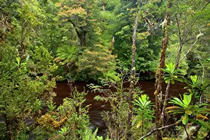 Cuts: Franklin River and rainforest - magnificent Franklin