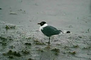 Franklin: Franklin's Gull
