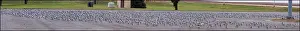 Flocking: Franklin's Gull Panorama