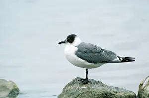 Franklin: Franklin's Gull - sub adult - second winter