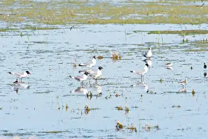 Praire: Franklin's gulls