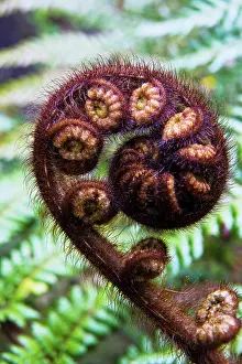 Spiral: Franz Josef, New Zealand. New Zealand's