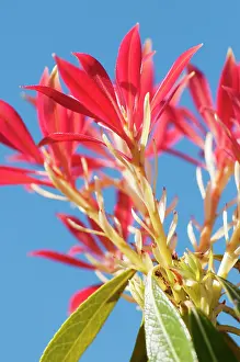 Fraser: Fraser Photinia, Photinia x fraseri, looking up through plan